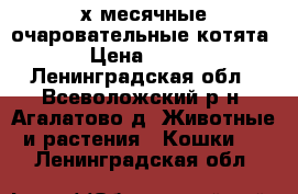 2-х месячные очаровательные котята › Цена ­ 500 - Ленинградская обл., Всеволожский р-н, Агалатово д. Животные и растения » Кошки   . Ленинградская обл.